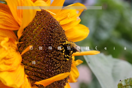 打官司微信借錢(qián)(微信借款打官司)