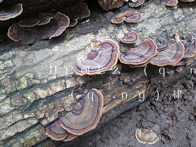 打官司怎么請(qǐng)律師(打官司怎么請(qǐng)律師)