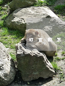 打官司怎么請律師(怎么請律師打官司的)