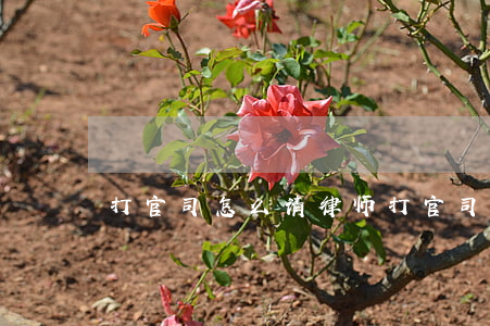 打官司怎么请律师(打官司为什么要请律师)