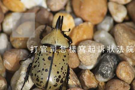 打官司怎樣寫起訴狀(法院起訴狀怎么寫)