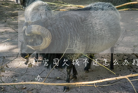 打官司欠钱不还怎么办(打了官司不还钱怎么办)