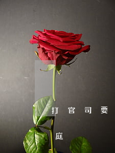 打官司要多少時間(打官司要多少時間可以開庭)