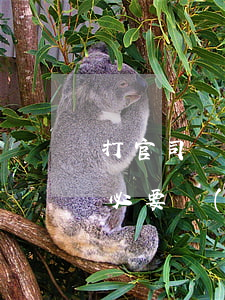打官司請(qǐng)律師有用嗎(打官司有必要請(qǐng)律師嗎)
