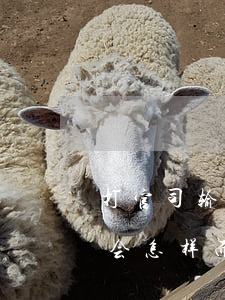 打官司输了没钱赔会怎样(打官司输了没钱赔会怎样,而且还欠贷款十几万)