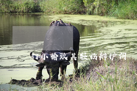 打小偷致其轻伤辩护词