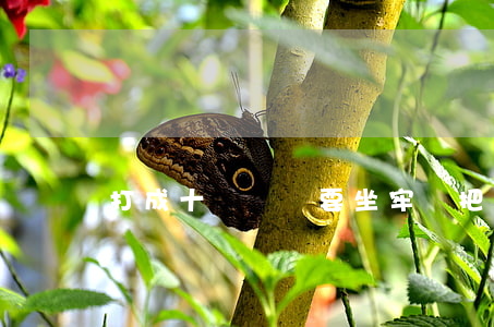 打成十級傷殘要坐牢嗎?(把人打十級傷殘怎么辦)