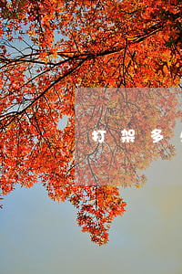 打架多久放出來多少錢(打架一般多少天解決)