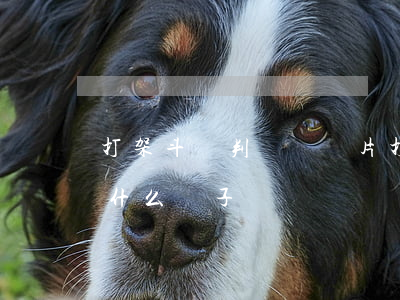 打架斗毆判決書圖片(打架斗毆法院判決書是什么樣子)