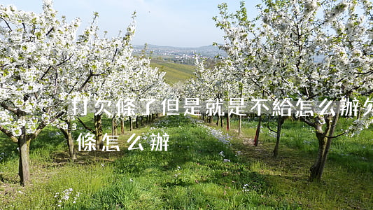 打欠條了但是就是不給怎么辦(欠錢不肯打欠條怎么辦)