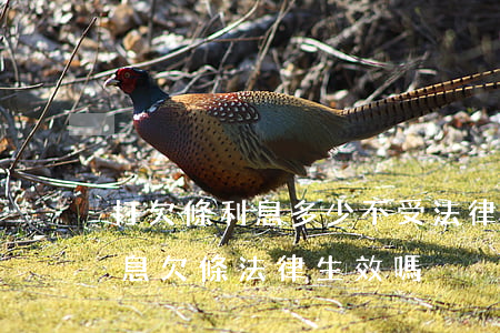 打欠條利息多少不受法律保護(hù)(打利息欠條法律生效嗎)