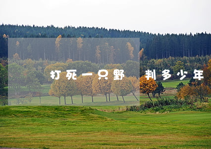 打死一只野豬判多少年
