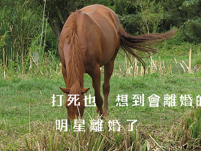 打死也沒想到會離婚的10對明星(最近哪對明星離婚了)
