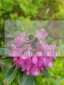 打离婚官司的流程是什么