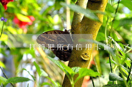 打算把所有信用卡逾期了(十多張信用卡逾期)