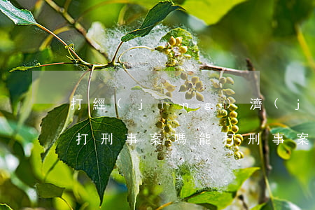打經(jīng)濟(jì)案的律師可以打刑事案嗎(能打刑事案件的律師)