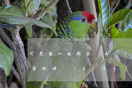 打老婆一般拘留幾天時(shí)間（行政拘留的特點(diǎn)）