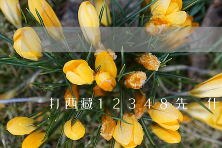 打西藏12348先報什么區(qū)號