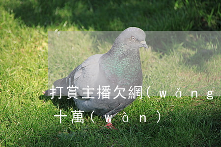 打賞主播欠網(wǎng)貸(打賞主播欠幾十萬(wàn))