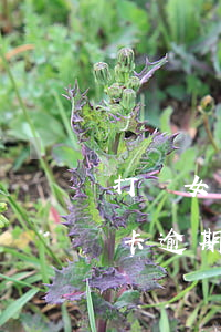 打賞女主播信用卡逾期了-打賞女主播信用卡逾期了