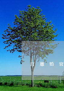 打離婚官司的流程是什么