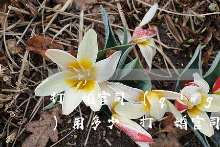 打離婚官司請(qǐng)律師費(fèi)用多少錢(打離婚官司請(qǐng)律師的費(fèi)用大概多少)