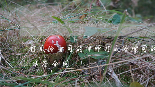 打风险官司的律师(打风险官司的律师什么时候签合同)