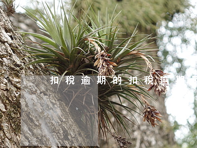 扣稅逾期的(扣稅逾期了怎么辦)