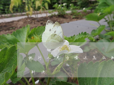 执行人无力偿还怎么判(执行人无力偿还怎么判决)
