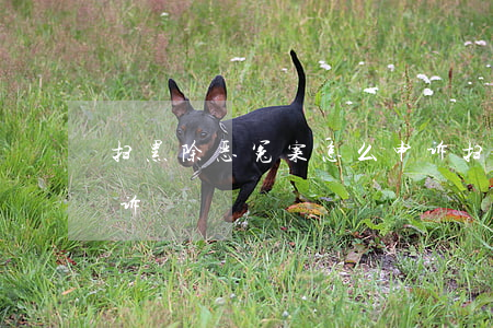 扫黑除恶冤案怎么申诉(扫黑除恶冤枉怎么申诉)