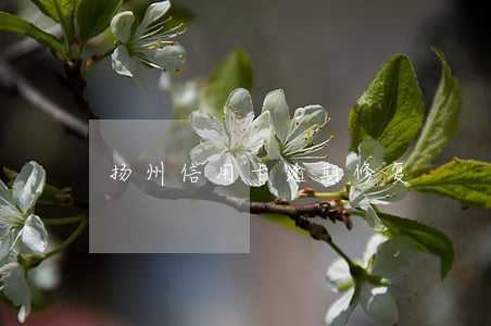 扬州信用卡逾期修复