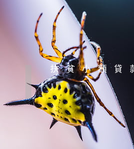 扶貧小額貸款逾期整改(扶貧小額信貸逾期率)