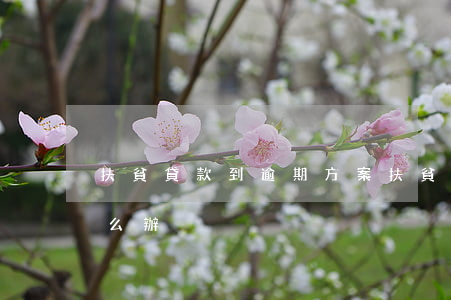 扶貧貸款到逾期方案 扶貧貸款到逾期方案怎么辦
