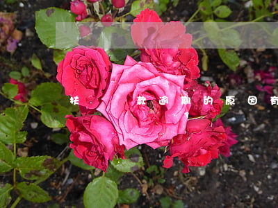 扶貧貸款逾期的原因有(扶貧貸款延期)
