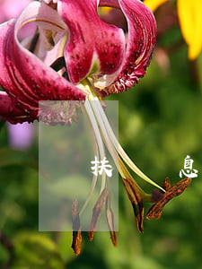扶貧貼息貸款還不起(扶貧貸款貼息怎么貼息)