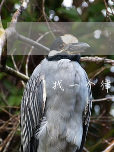 找一个律师大概多少钱(找个律师多少钱?)
