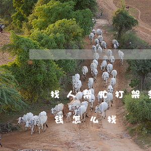 找人帮忙打架多少钱(找社会人打架一般多少钱怎么找)