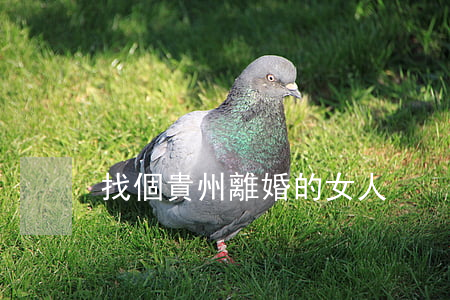 找個貴州離婚的女人