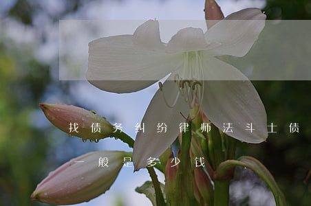 找债务纠纷律师法斗士(债务纠纷请律师费用一般是多少钱)