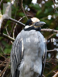 找刑事律师