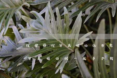 找律师代写离婚协议书需要多少钱(找律师代写离婚诉状一般多少钱啊)