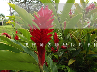 找律师去哪里找(找律师去哪里找,要缴费吗?)
