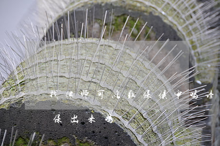 找律师可以取保候审吗(请律师能取保候审能保出来吗)