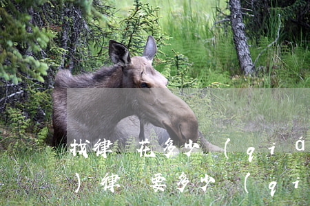 找律師花多少錢(qián)(請(qǐng)律師要多少錢(qián))
