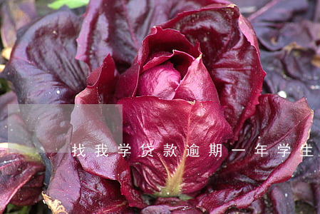 找我学贷款逾期一年(学生贷款逾期了会怎样)
