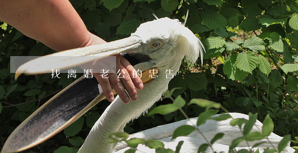 找离婚老公的忠告