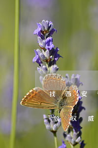 找西安专注医疗案律师怎么委托(西安医疗事故权威律师)
