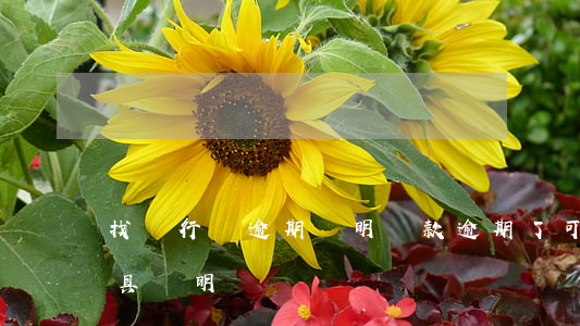 找銀行開逾期證明(貸款逾期了 可以找銀行出具證明嗎)