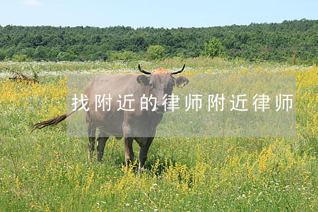 找附近的律师(附近律师)