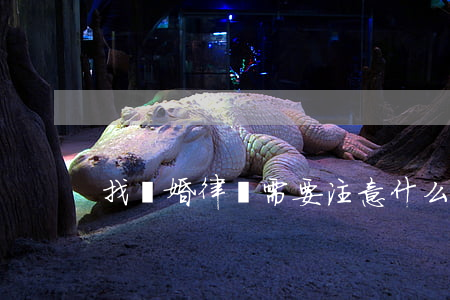 找離婚律師需要注意什么(離婚需要找律師不)